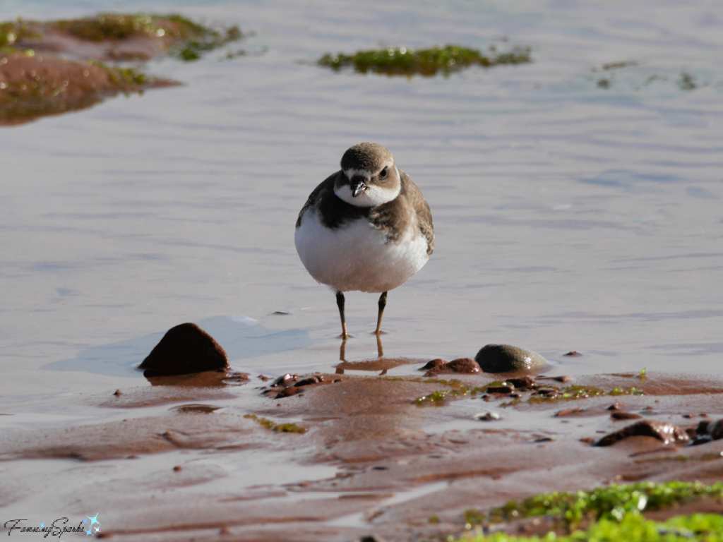 Single Semipalmated Plover on North Rustico Beach @FanningSparks