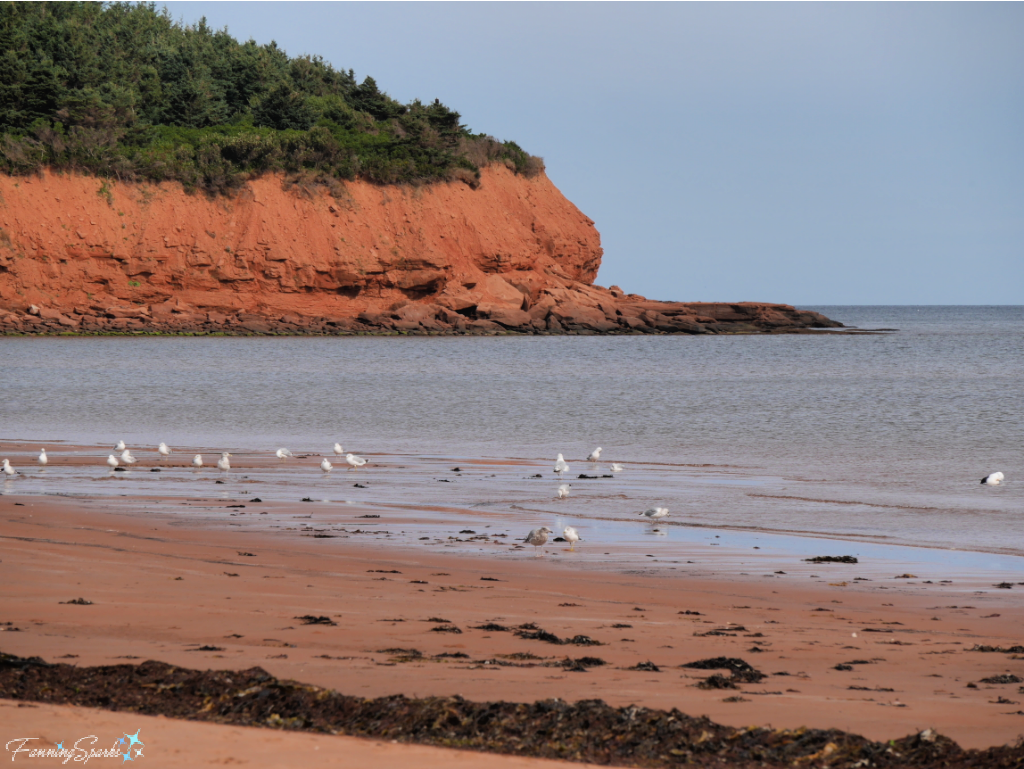 North Rustico Beach with Shorebirds and Red Cliffs   @FanningSparks