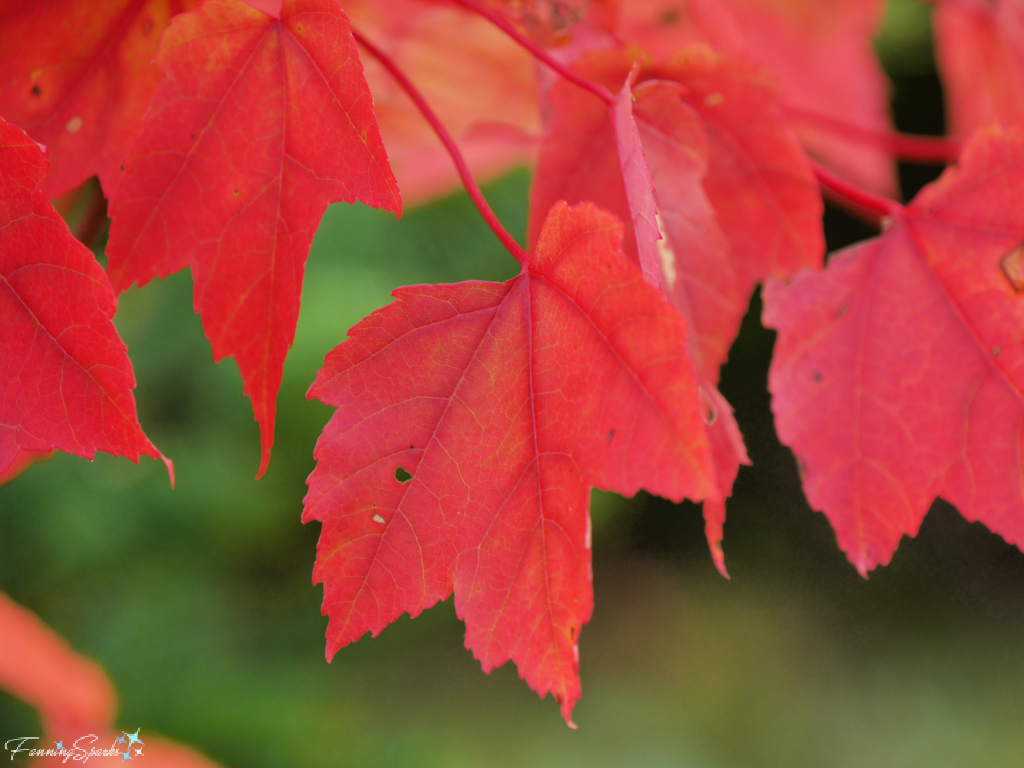 Closeup of Red Maple Leaves   @FanningSparks