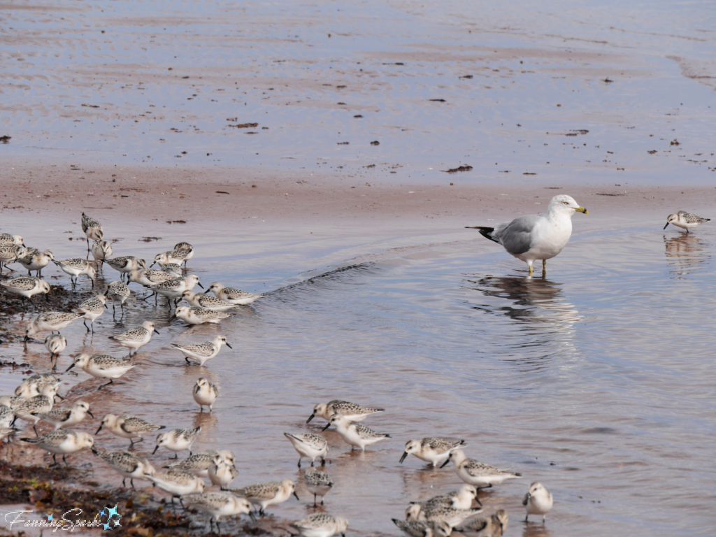 Flock of Sandpipers and Single Seagull on North Rustico Beach   @FanningSparks