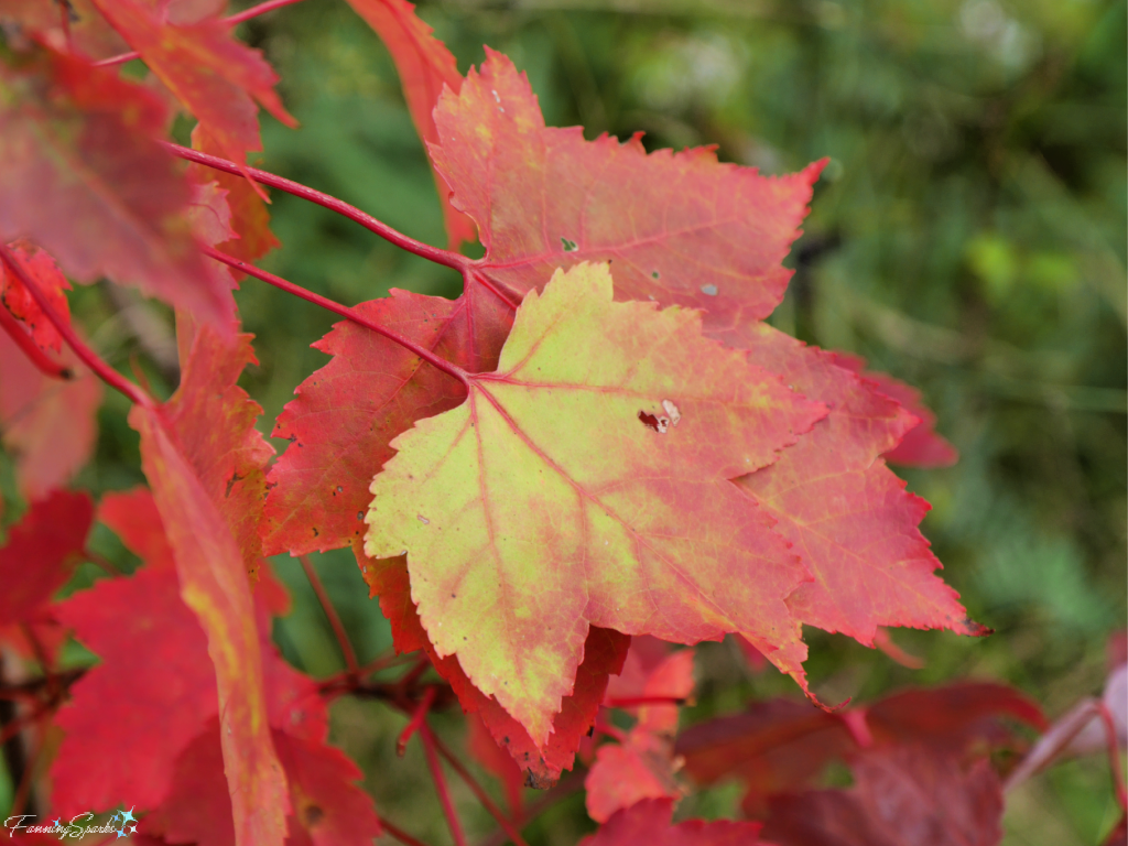 Yellow To Red Maple Leaf   @FanningSparks