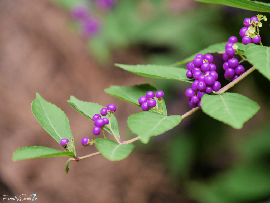 Beautyberry Branch   @FanningSparks