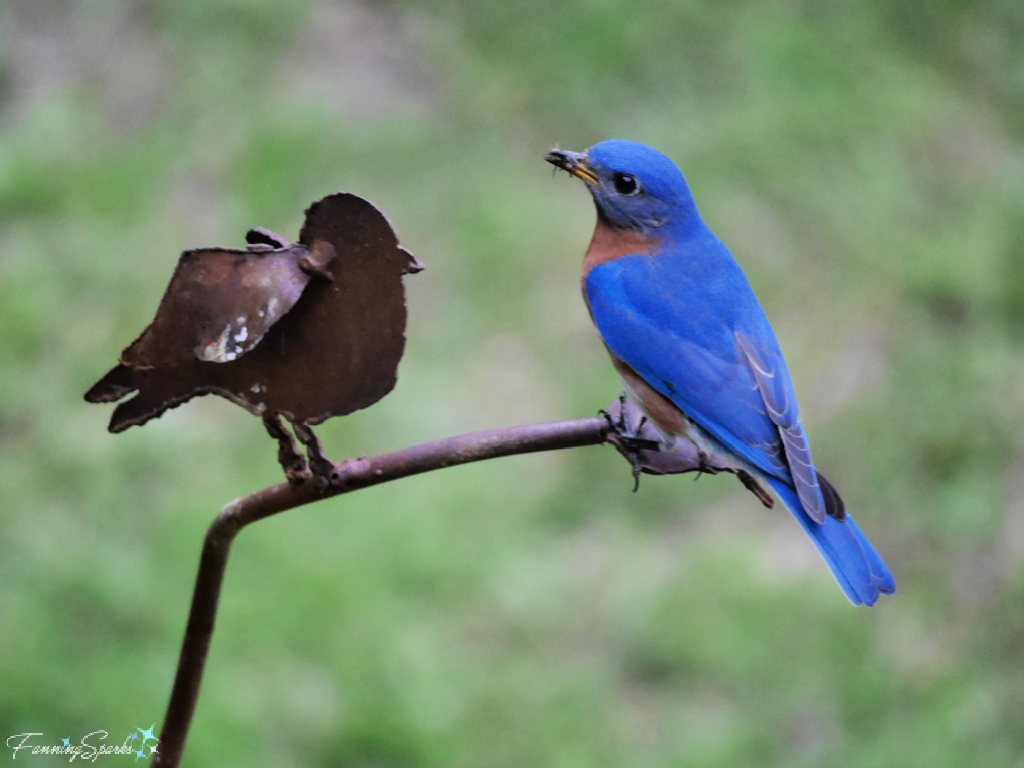 Eastern Bluebird Sitting Beside Metal Bird   @FanningSparks 