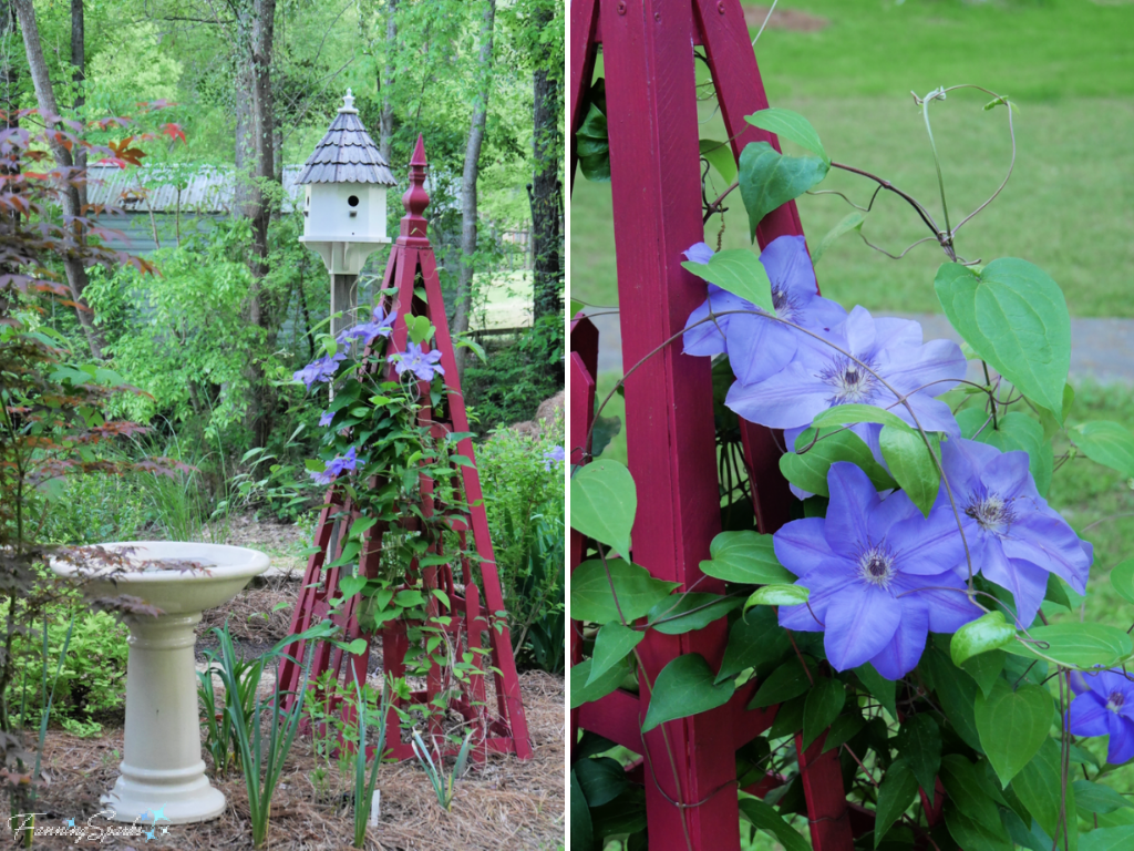 Clematis Ramona Blue in Bloom   @FanningSparks