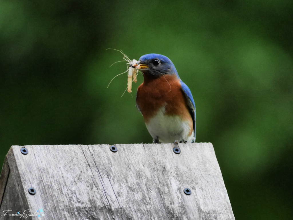 Eastern Bluebird with Bugs   @FanningSparks