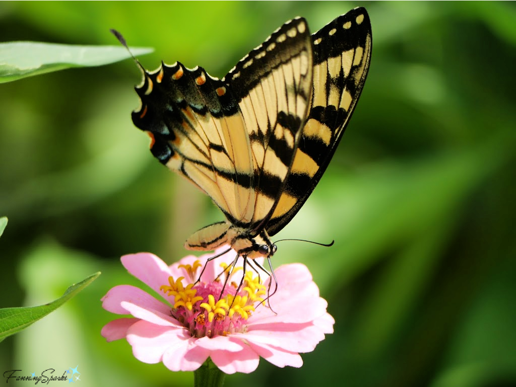 Eastern Tiger Swallowtail on Zinnia   @FanningSparks