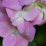 Endless Summer Hydrangea @FanningSparks
