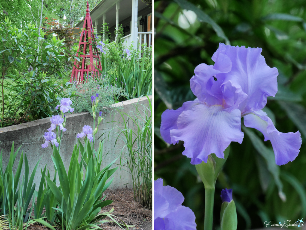 Purple Bearded Irises in Bloom   @FanningSparks