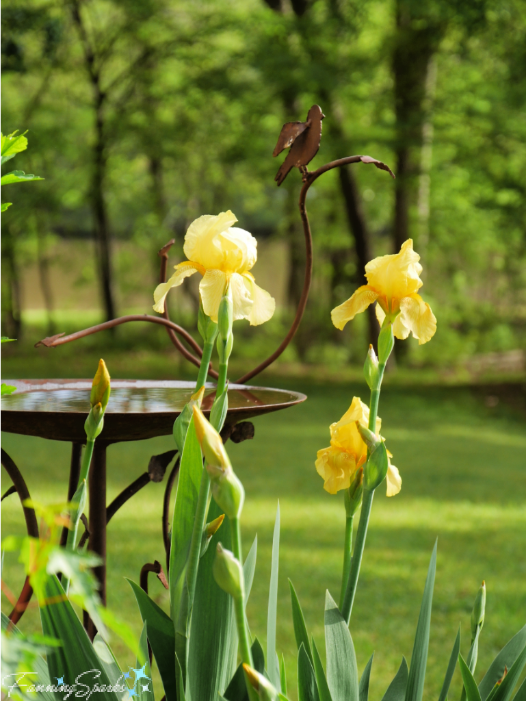 Yellow Bearded Irises with Bird Bath   @FanningSparks
