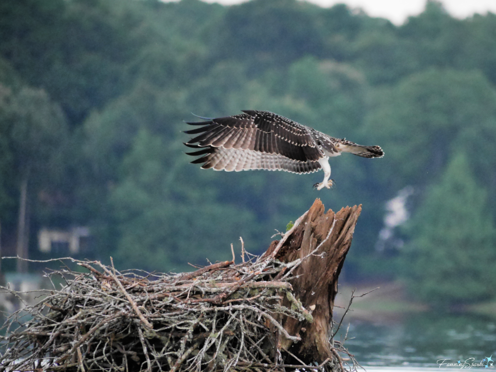 Chick Osprey Learning to Fly @FanningSparks