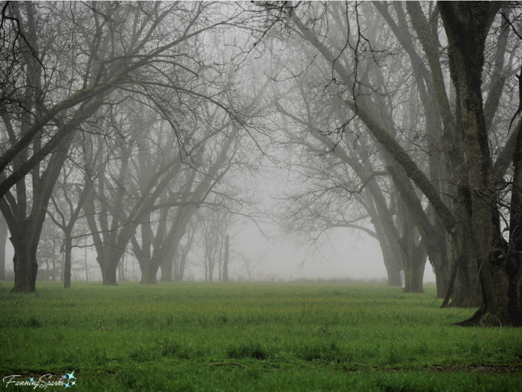 Pecan Orchard Shrouded by Fog   @FanningSparks