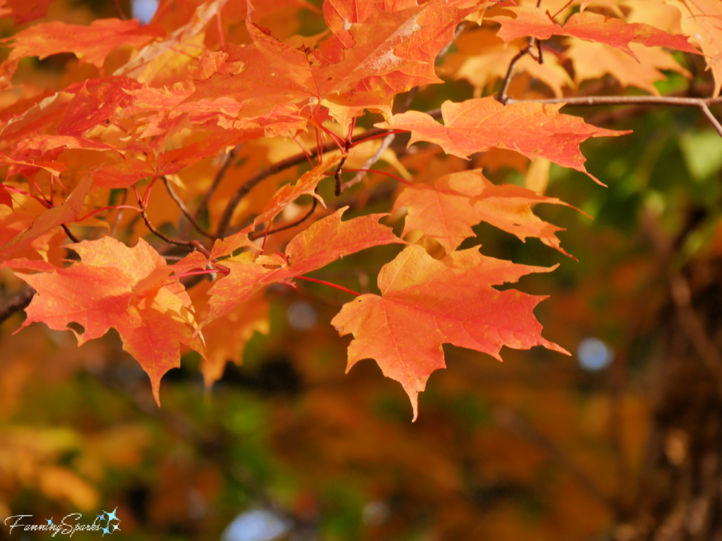 Orange Maple Leaves in Margaree Nova Scotia   @FanningSparks