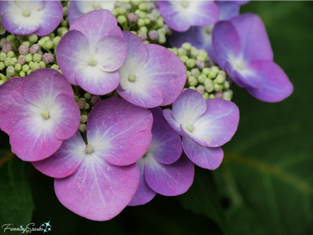 Purple Hydrangea   @FanningSparks