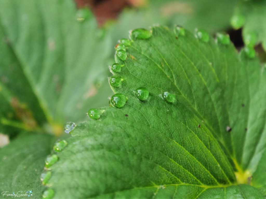 Dewdrops on Strawberry Leaf  @FanningSparks