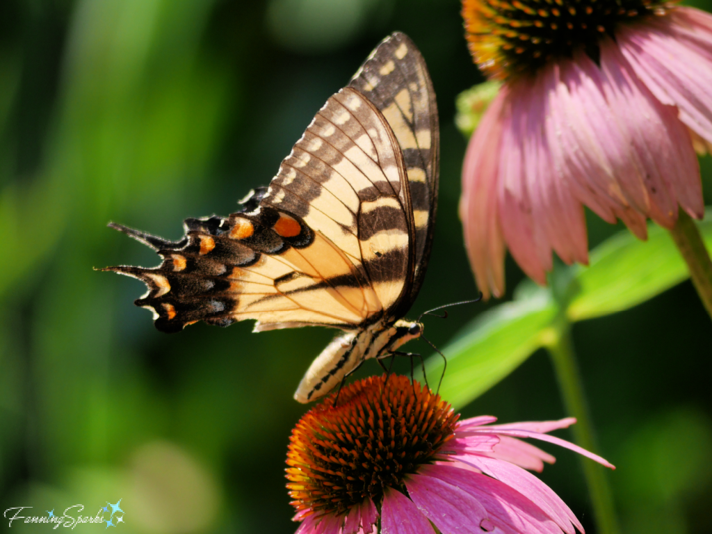 Eastern Tiger Swallowtail on Coneflower @FanningSparks