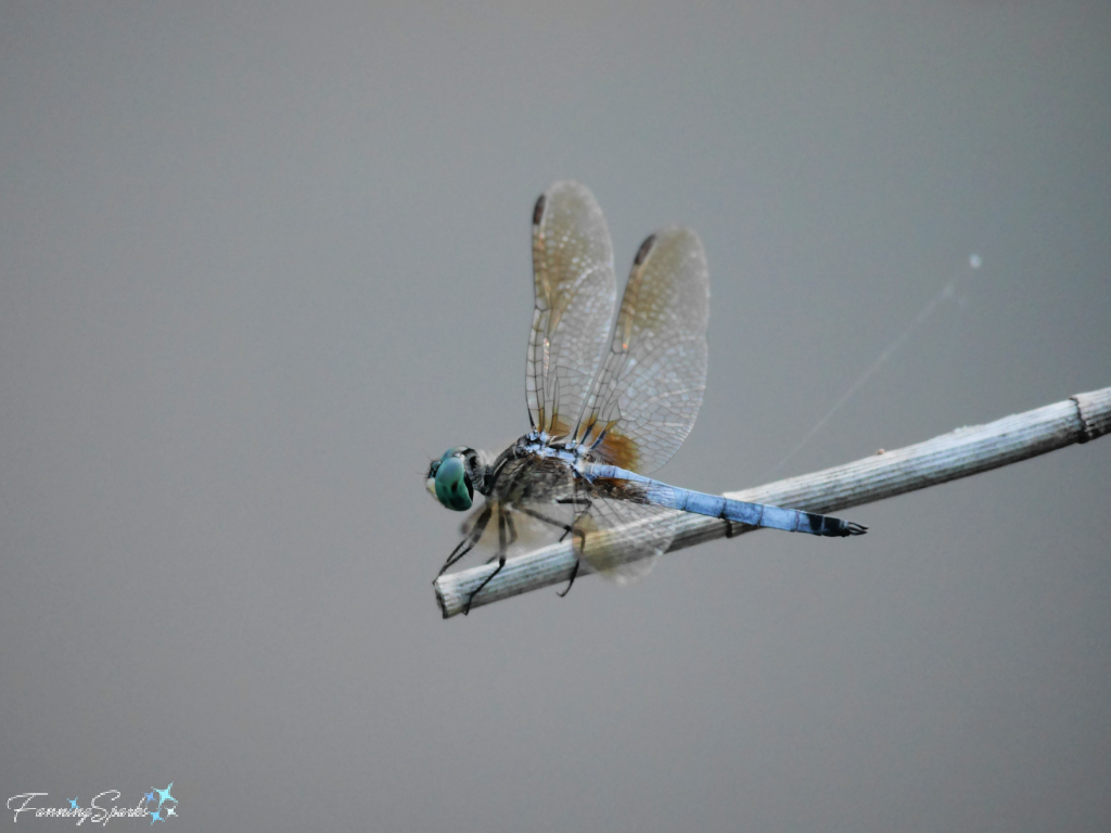 Blue Dasher Dragonfly   @FanningSparks