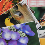 Top 20 Photos from 2020 @FanningSparks