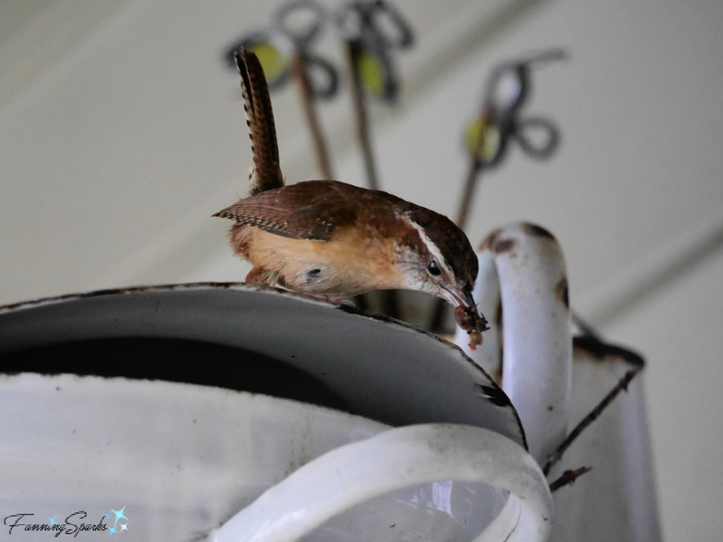 Wren on Enamelware Pot   @FanningSparks