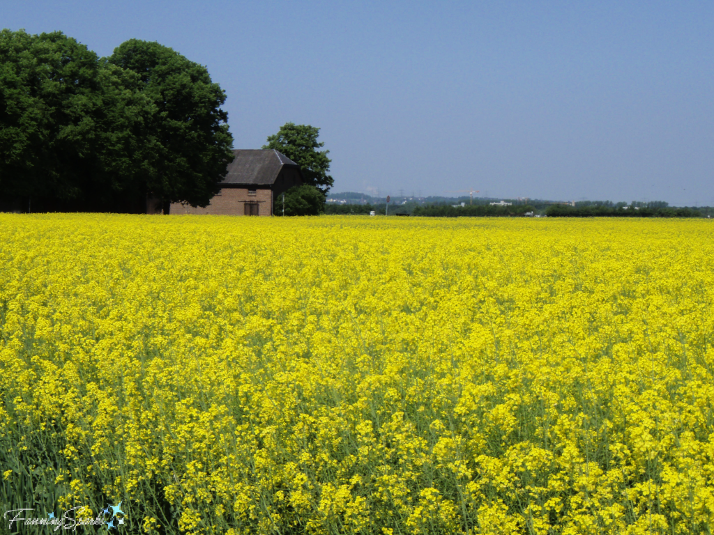 Rapeseed Field with Farmhouse in Germany   @FanningSparks