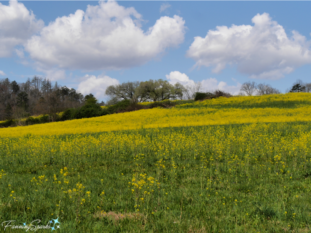 Yellow Rocket Fields at Folk School in Brasstown North Carolina  @FanningSparks