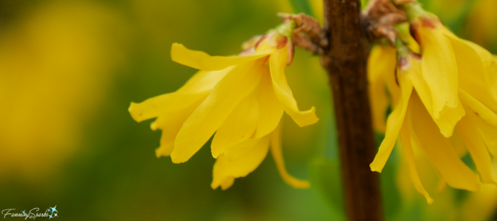 Bright Yellow Forsythia Signals Spring @FanningSparks