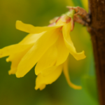 Bright Yellow Forsythia Signals Spring @FanningSparks