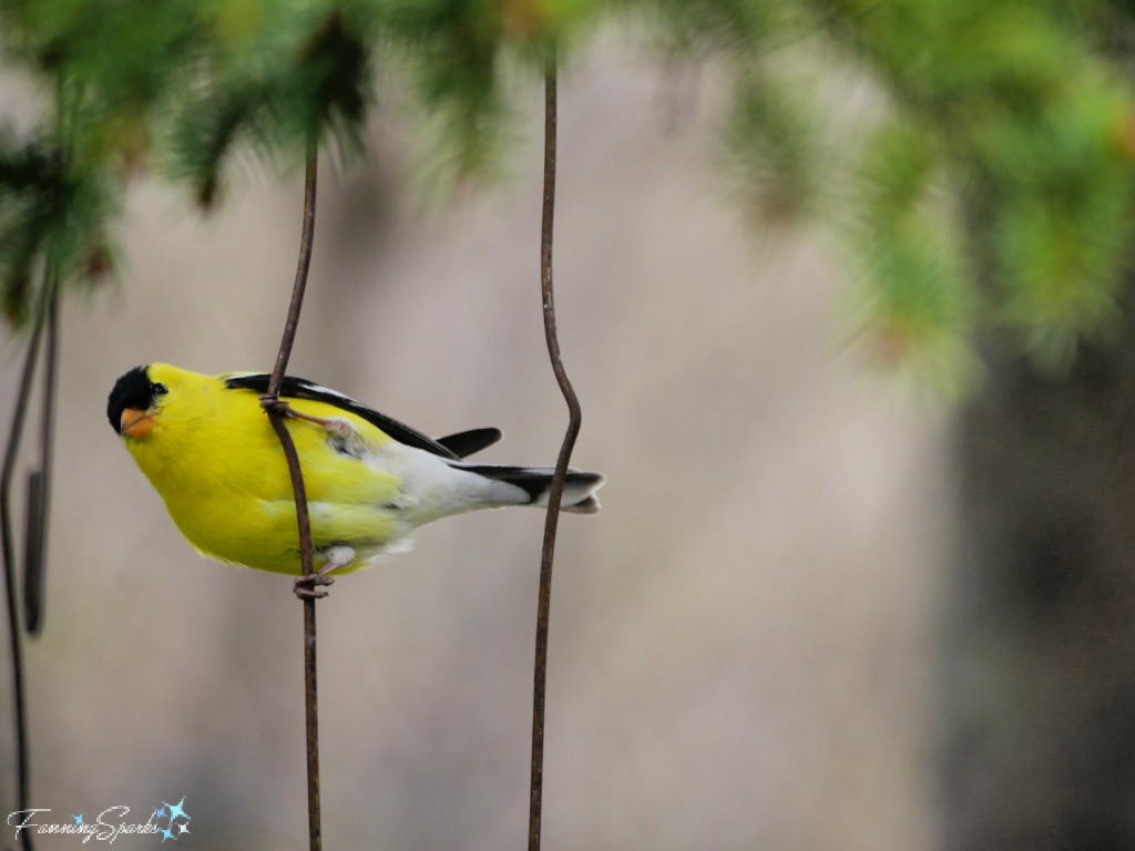 American Goldfinch on Wire    @FanningSparks