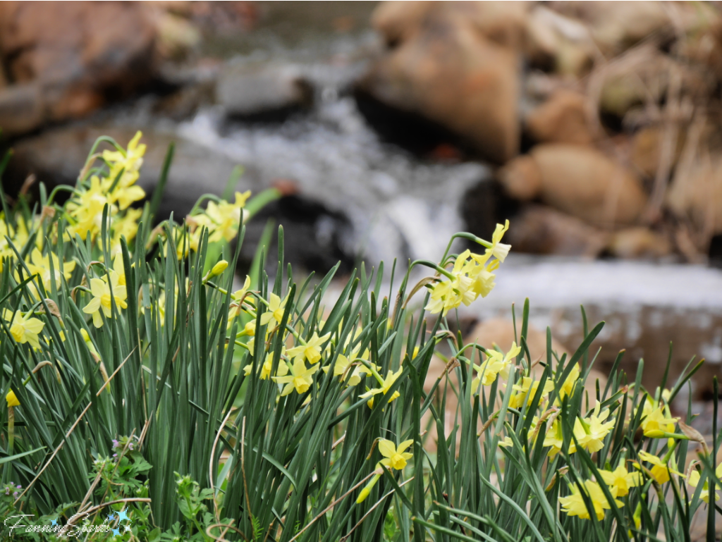 Daffodils in Front of Waterfall at State Botanical Garden of Georgia   @FanningSparks