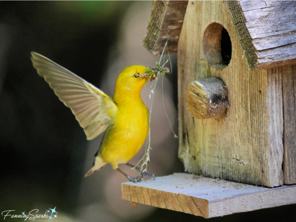 Prothonotary Warbler with Wings Outstretched   @FanningSparks