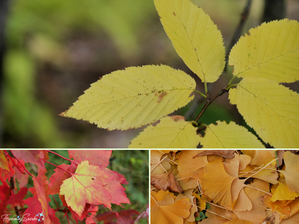 Yellow Autumn Leaves Collage   @FanningSparks