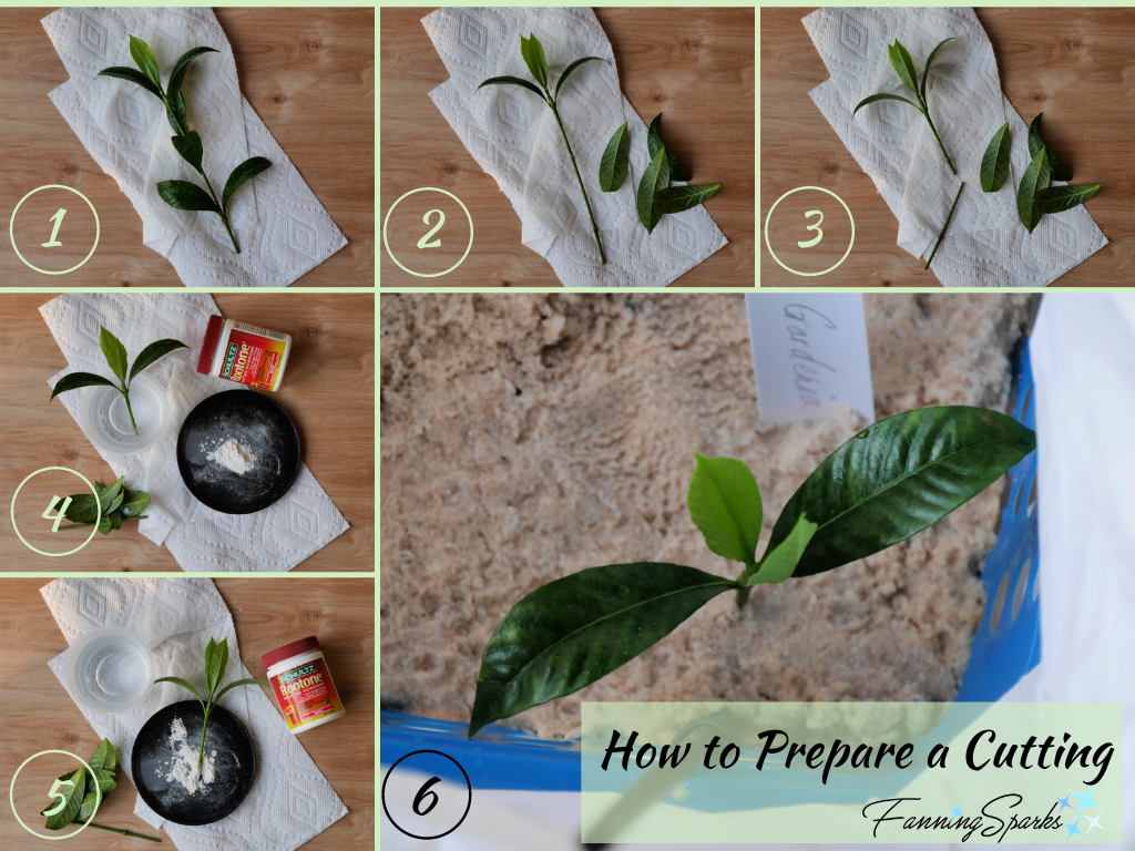 How to Prepare a Cutting   @FanningSparks