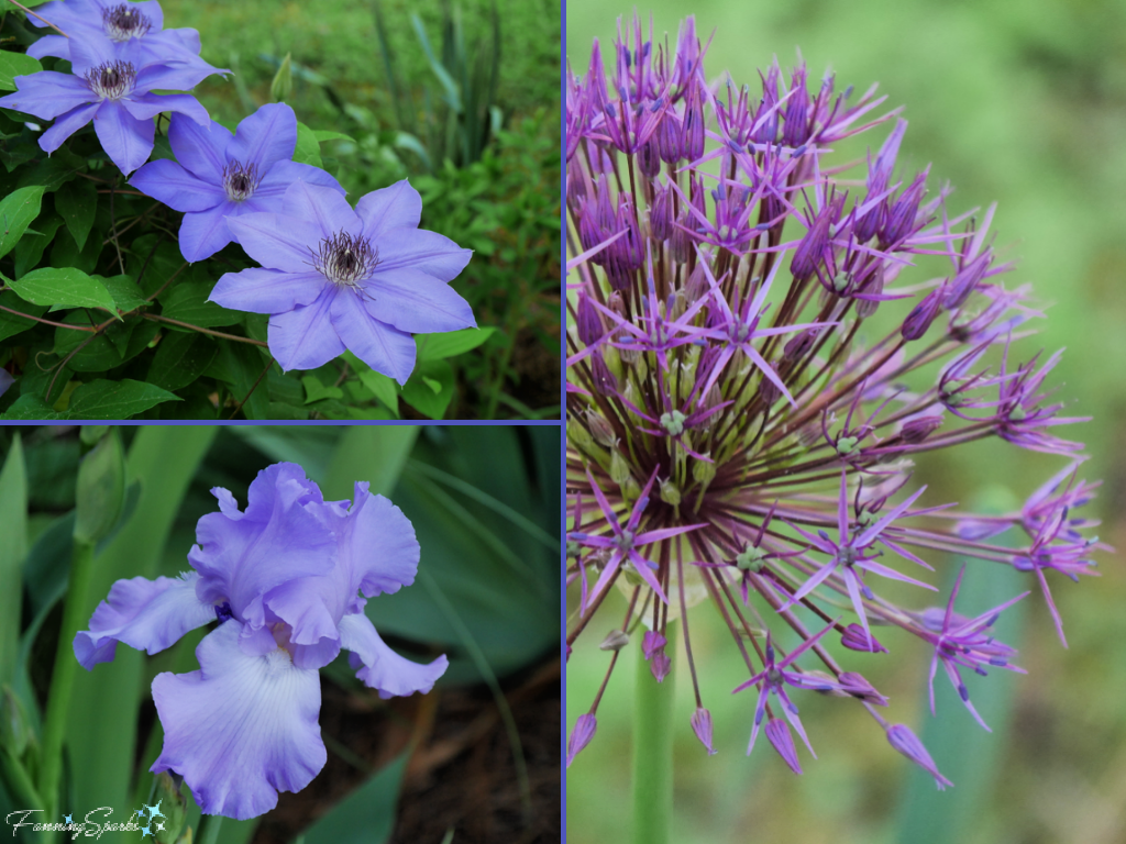 Allium, Clematis and Iris Bloom Collage   @FanningSparks