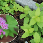 Spirea Limemound in Bloom with First Batch of Cuttings @FanningSparks