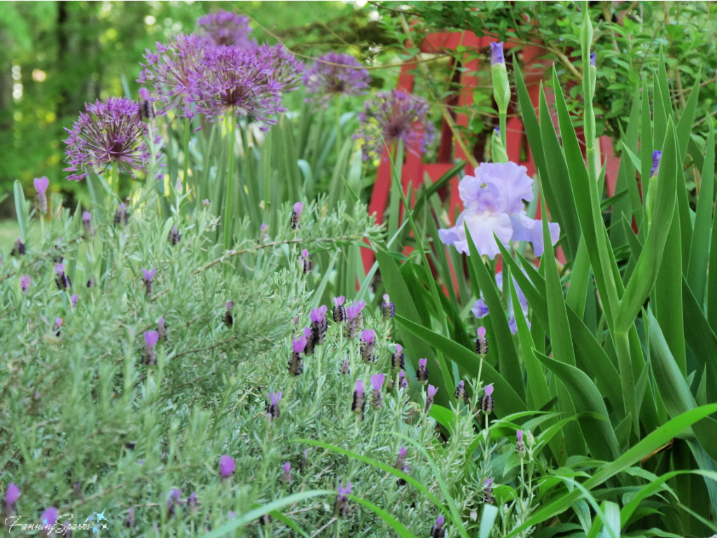 Spanish Lavender with Allium and Iris in Garden   @FanningSparks