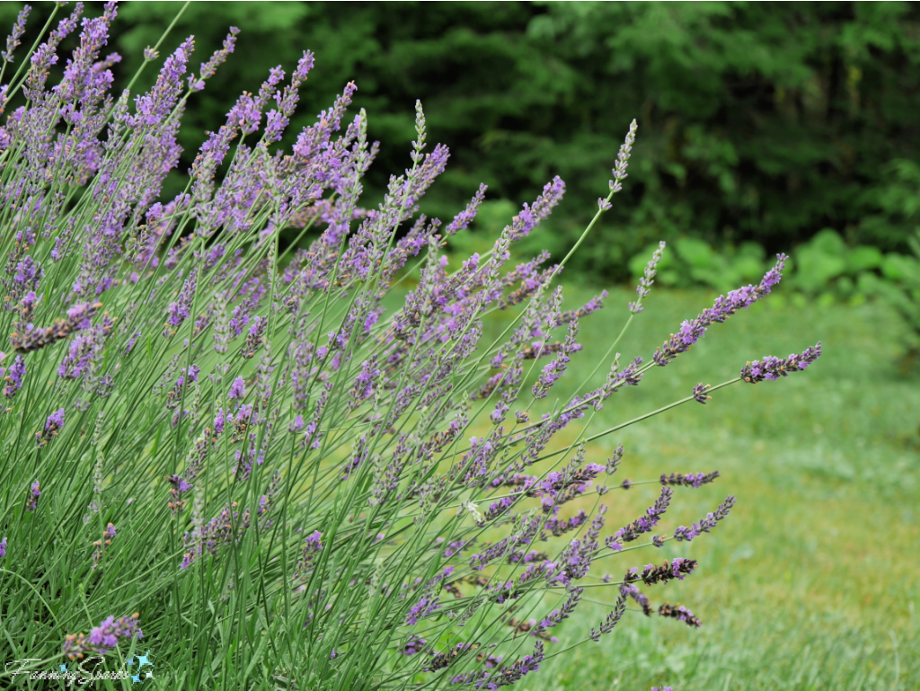 English Lavender in Bloom  @FanningSparks 