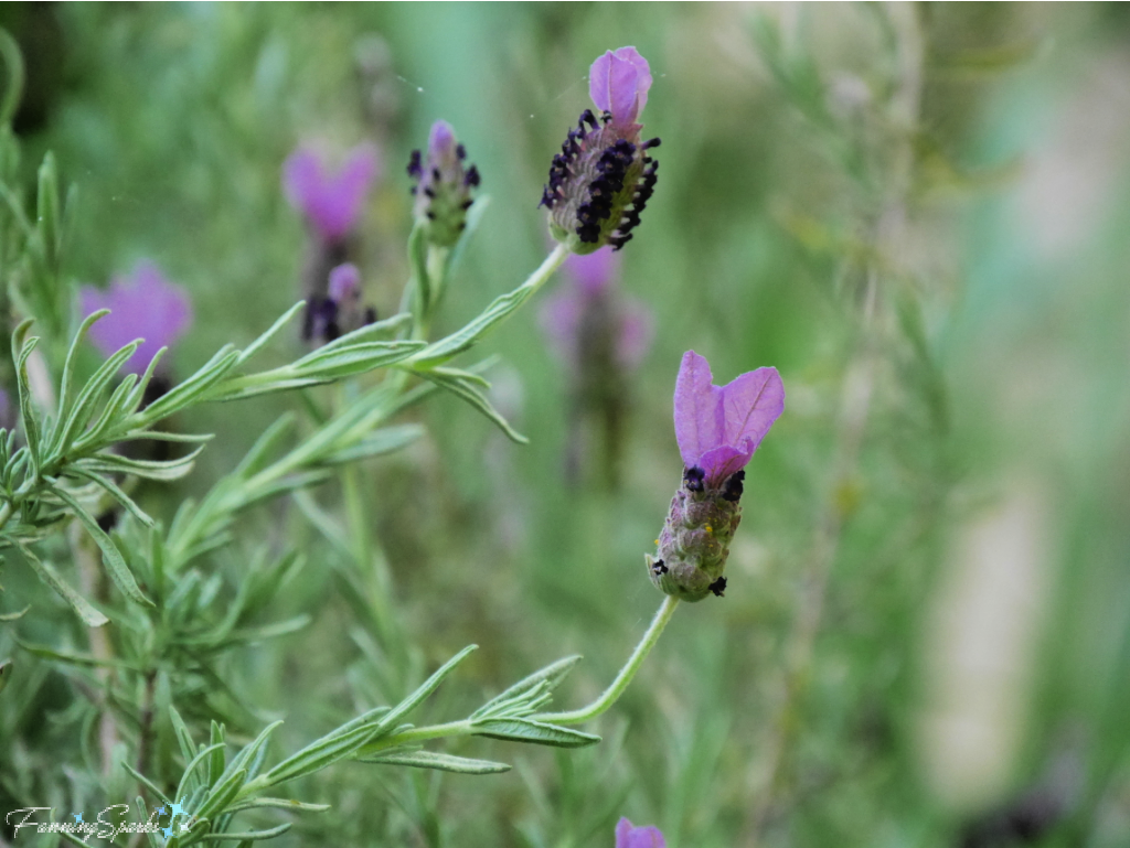 Spanish Lavender Blooms (Lavandula stoechas ‘Otto Quast’)   @FanningSparks