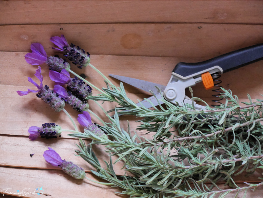 Spanish Lavender Stalks in Trug Closeup   @FanningSparks