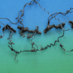 The Twisty Winding Road of Creative Endeavors @FanningSparks