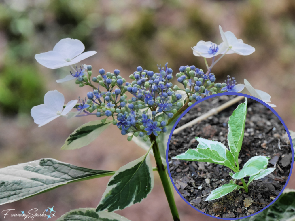 Blue Variegated Hydrangea with New Start   @FanningSparks