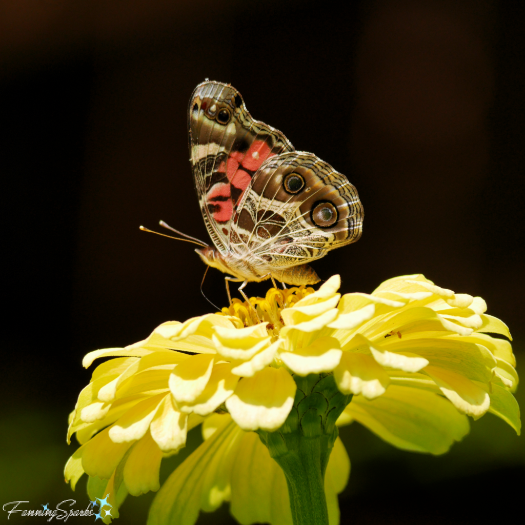 American Lady Butterfly on Zinnia   @FanningSparks