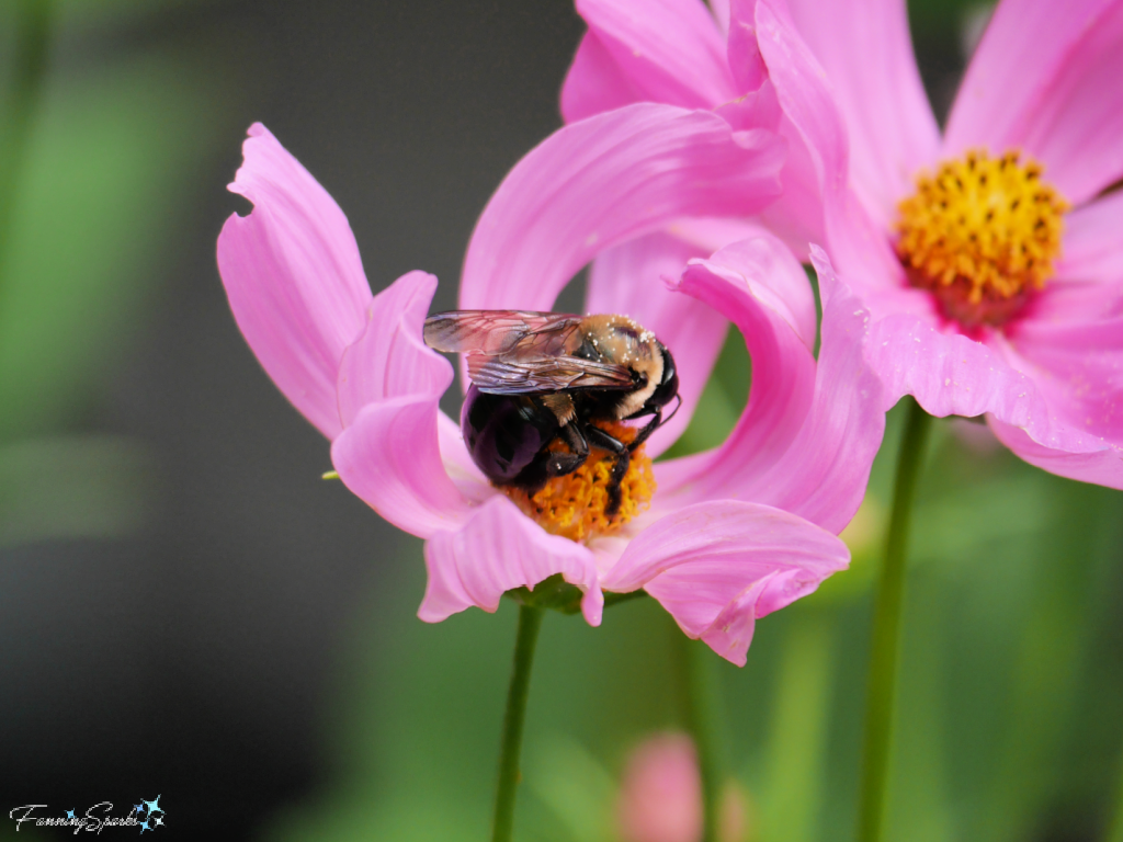 Eastern Carpenter Bee in Pink Cosmos Bloom   @FanningSparks