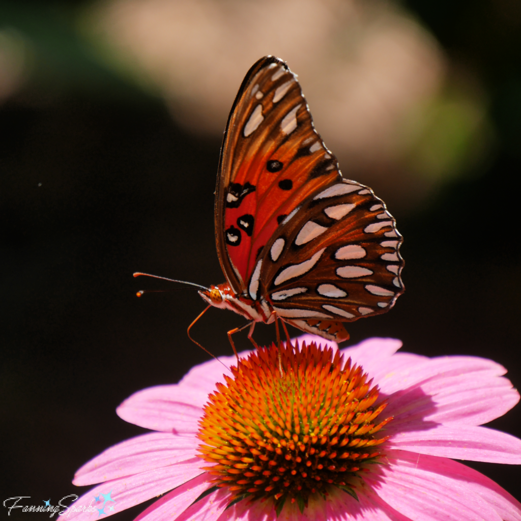 Gulf Fritillary Butterfly on Coneflower   @FanningSparks