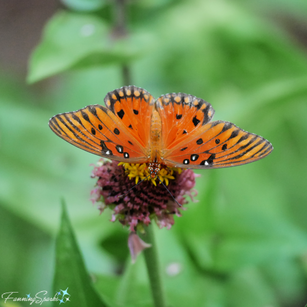 Gulf Fritillary Butterfly from Above   @FanningSparks