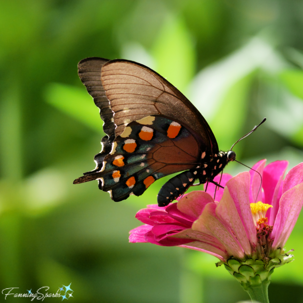 Pipevine Swallowtail Butterfly on Zinnia   @FanningSparks