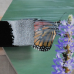 Sealing the Monarch Butterfly Photo for Butterfly Hooks @FanningSparks
