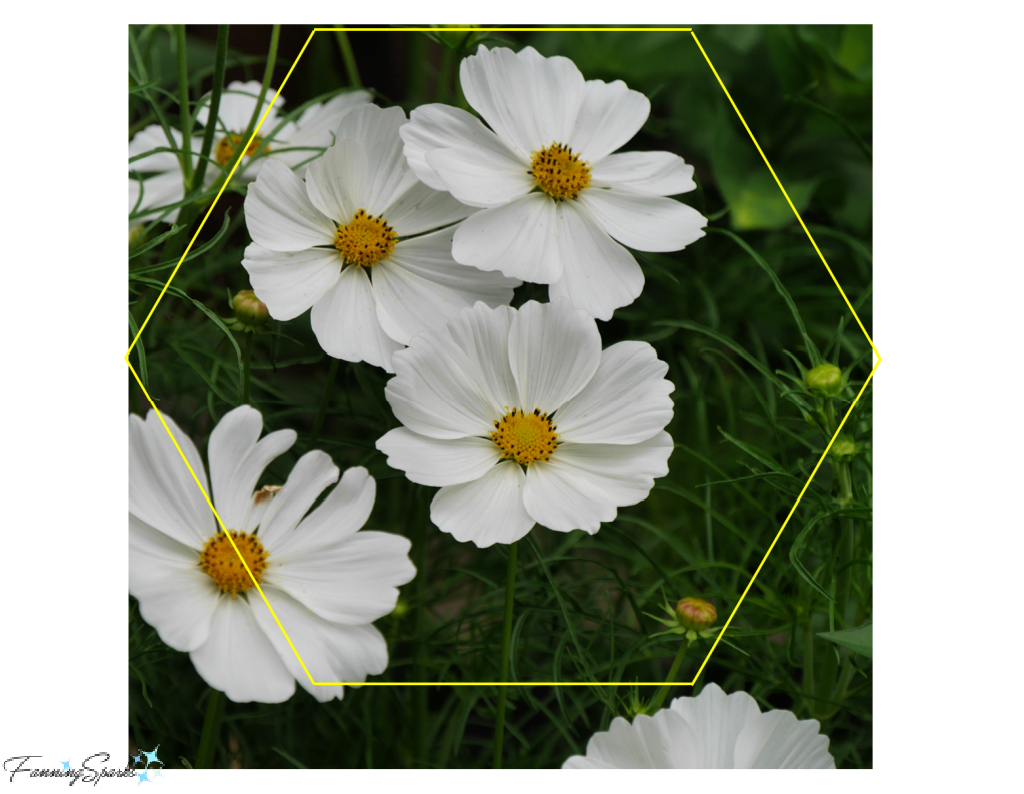 White Cosmos with Sketched Hexagon for Bee in Cosmos OOAK Wall Hook   @FanningSparks