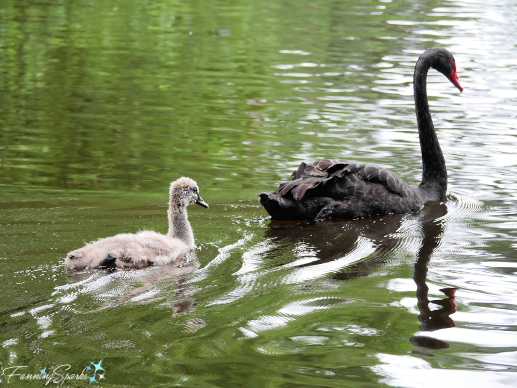 Black Swan Adult with Cygnet in Water   @FanningSparks