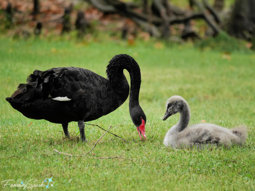 Black Swan Adult with Cygnet on Grass   @FanningSparks