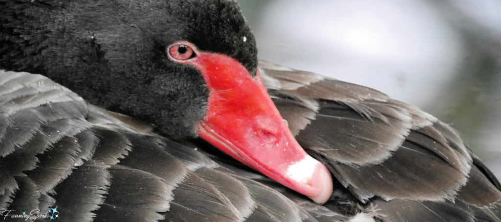 Black Swan Closeup @FanningSparks