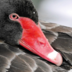 Black Swan Closeup @FanningSparks